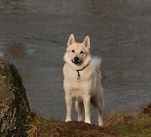 ALERT by Sandy Stewart