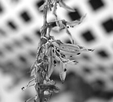 Until Winter Ends by Zach933