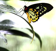 Butterfly Pause by ShotsOfLove