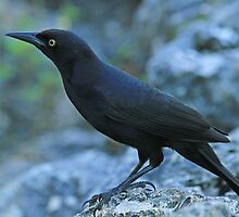 New World Blackbird by Robert Abraham