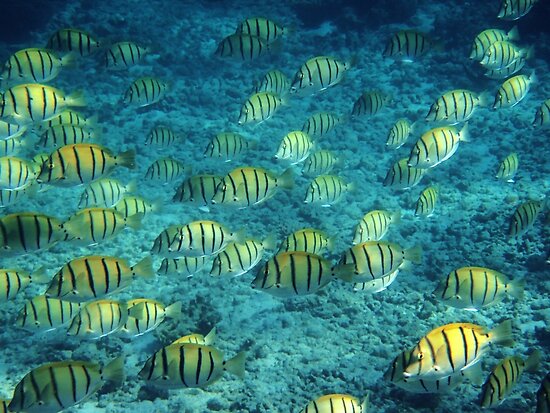 Convict Surgeonfish