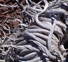 "Spent" - Haleakalā Silversword by Lauri96734