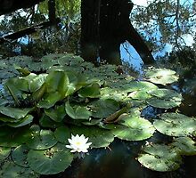 Lily pond, lovely still mirror image by BronReid