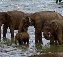 Elephants at Pinnawela, Sri Lanka by Rajeev Costa