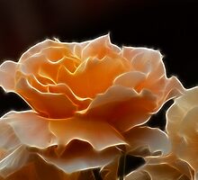 Fractalrose by Ricky Pfeiffer