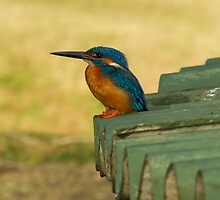 Common Kingfisher by Rajeev Costa