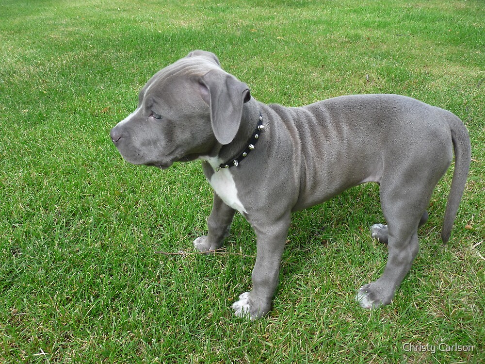 Blue Pitbull Puppies for Sale - wide 1