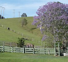 Rural Country near Bellbrook, N.S.W. Australia. by Mywildscapepics
