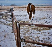 Dusting by Ann Rodriquez