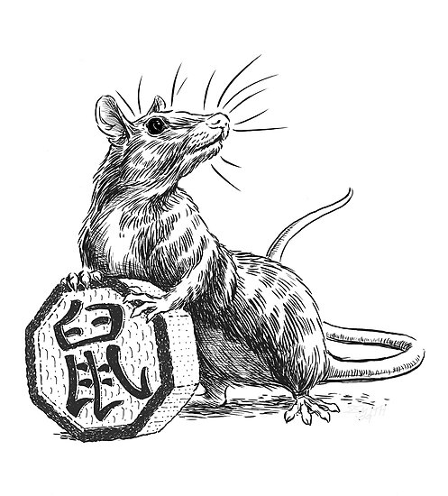 Chinese Rat