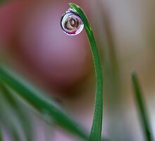 Curves by Bryan Jolly