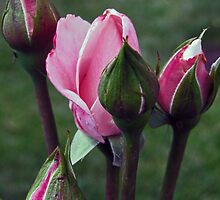 First Bloom by jules572