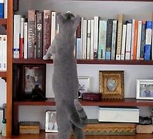 What shall I read? by simonescott