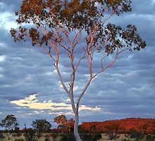 Sunset Batton Hill,North Simpson Desert by Joe Mortelliti