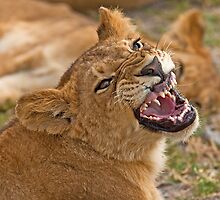 Getting angry... by Konstantinos Arvanitopoulos