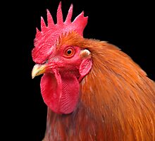 Rooster by snehit