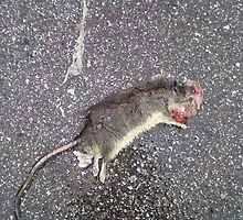 Squished Rat by insizlane