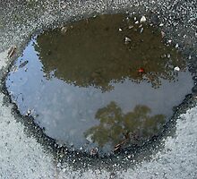 Berry Puddle by Orla Cahill Photography