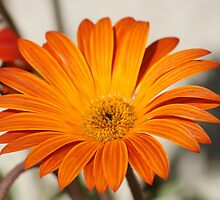 Orange you enjoying your day? La Mirada, CA USA Wat Garden by leih2008