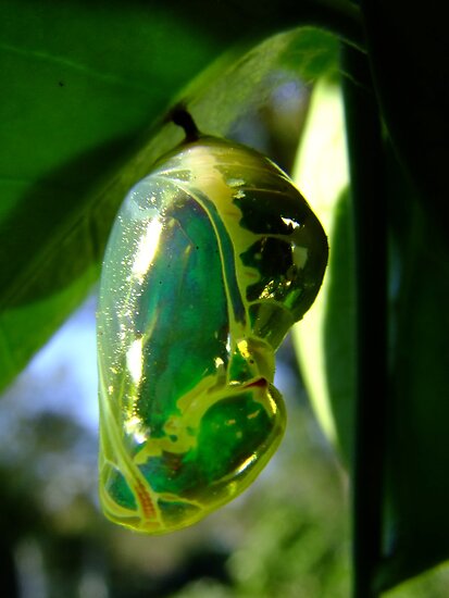 "Common Indian Crow Butterfly Chrysalis" by Gabrielle Lees | Redbubble