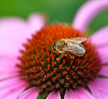 Bee all that ends all by Paul Revans