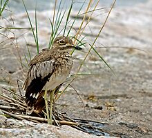 Water Thick-Knee by Aldi221