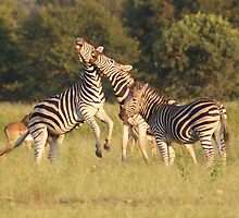 Battle of the sexes by Tara Pirie