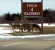 Deer Can't Read by jeffrae