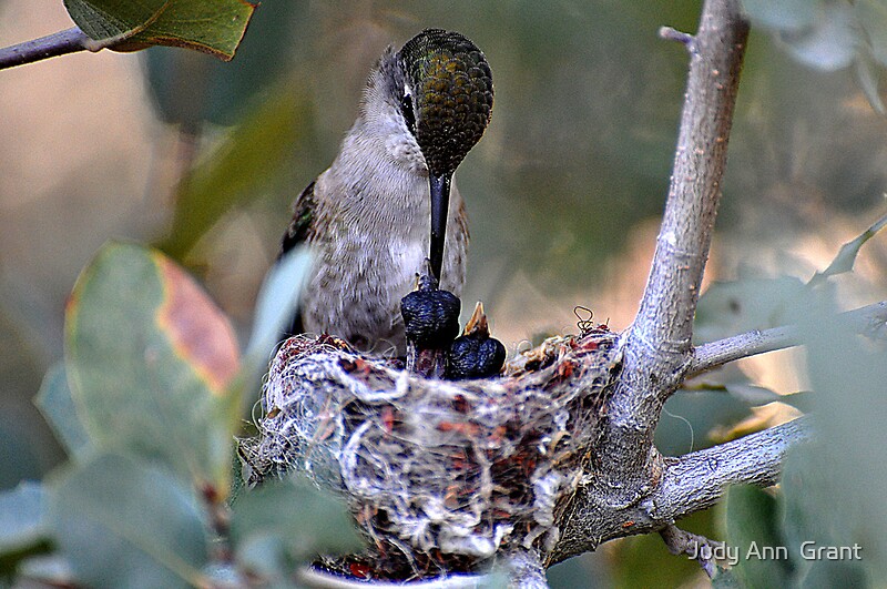 hummingbird lifespan