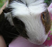 Nibs, short for Nibbles by byzantinehalo