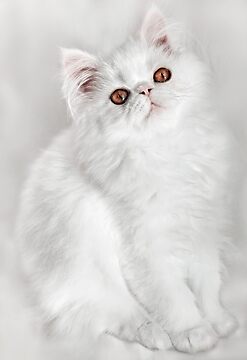 George on White by micklyn