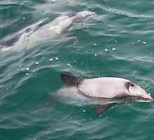 Hector's Dolphins by Werner Padarin