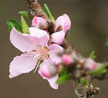 Blooming; La Mirada, CA USA by leih2008