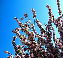 Apple Blossom Time by jules572
