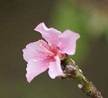 James 4:10; Peach Tree Blooms, La Mirada, CA USA by leih2008