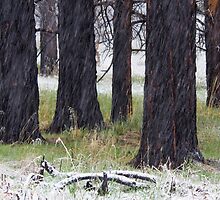 Spring Snow & Black Trees by Kim Barton