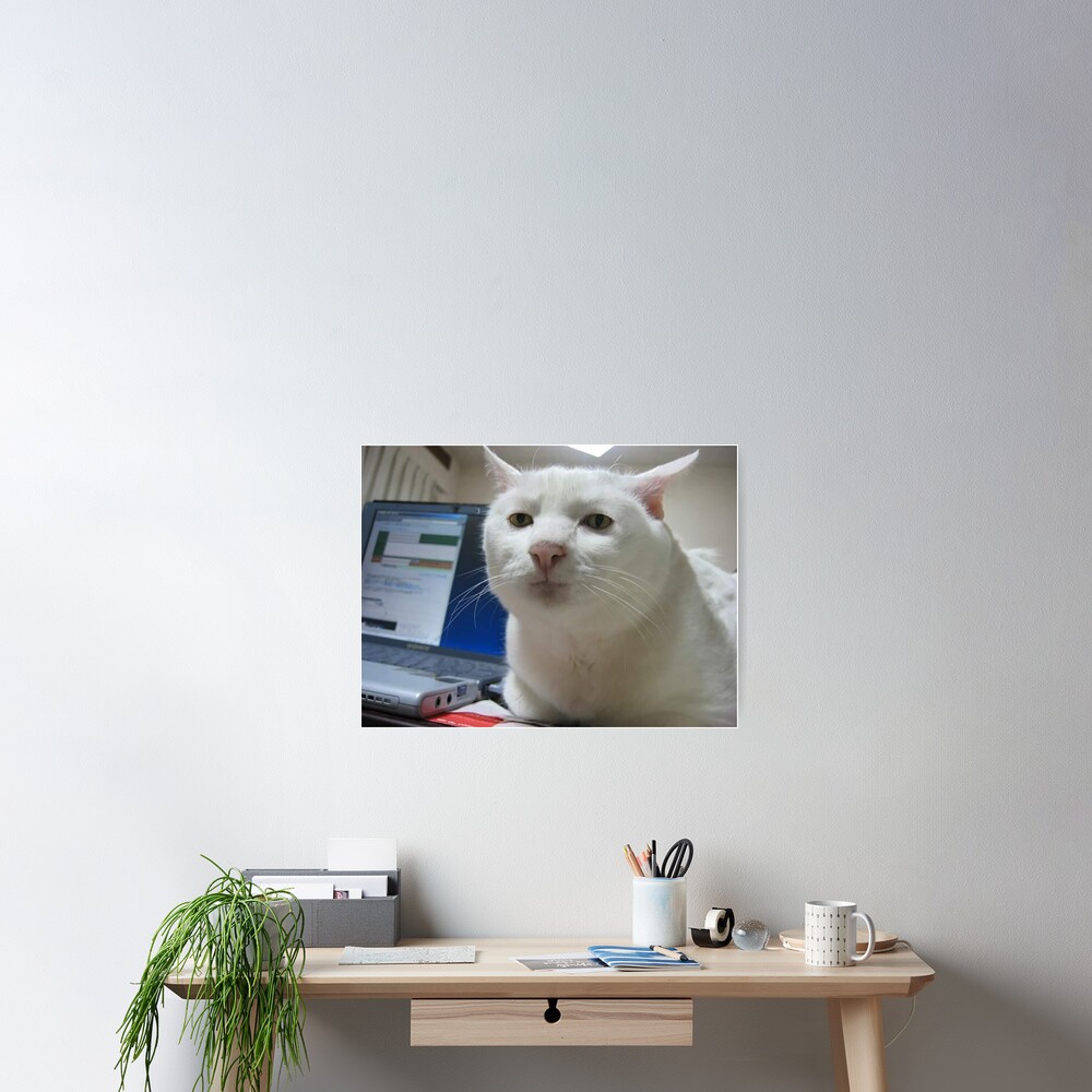 Serious Cat Meme Poster By FlashmanBiscuit Redbubble