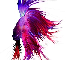 Betta Splendens ;Siamese fighting Fish by Alex Gardiner