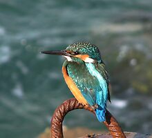A COMMON KINGFISHER by Khaled EL Tangeer