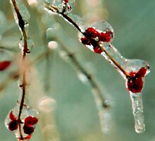 Bitter Sweet under Ice by HochartsPhotos