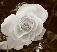 Morning Flowers by Sparc_ eg