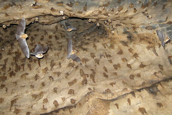 bat nests images frompo 1 bat nests images frompo 1