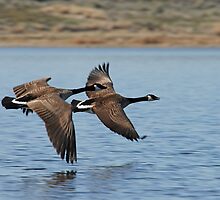 The winner is. . . . by Rodney55