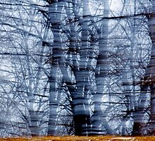 Visible Wind by Lynn Wiles