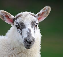 Sheep by Kasia Nowak