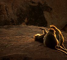 Just Chill Out and Soak Up Those Rays, Guys! by meowiyer