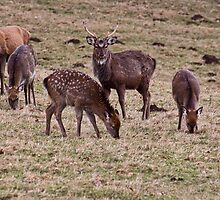 The Young Pretender by Ray Clarke