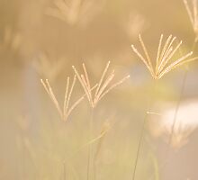 Tall grass in the afternoon sun by Margaret Whyte