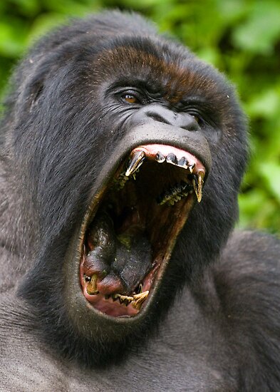 silverback gorilla teeth