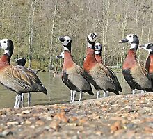 Bandits at 8' o' clock by dgbimages